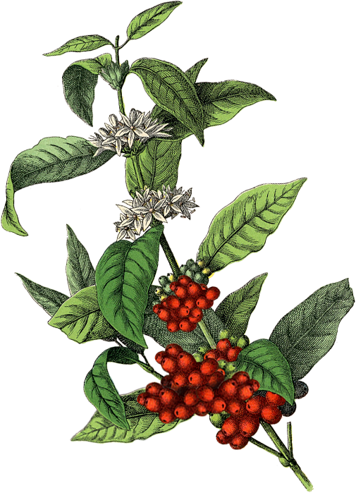 cafeto_exterior_antigua